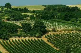 Виноградники в сербской местности Фрушка-Гора