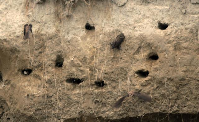 Заповедник "Ковильско-Петроварадинский рит" в Сербии