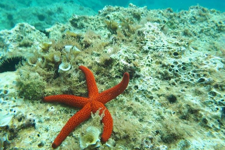Подводный мир вблизи Бара