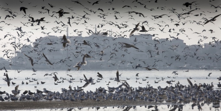 Птицы на пляже в поселке Строжанац недалеко от Сплита