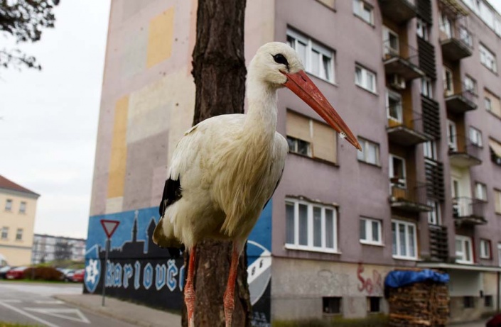 Аист в городе Карловац