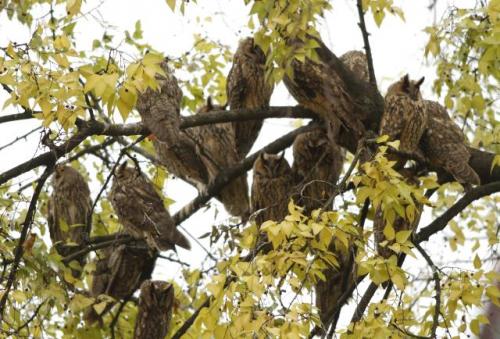 Совы в сербском городе Кикинда