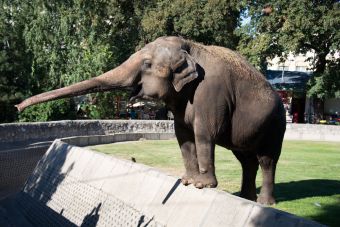 Белградский зоопарк