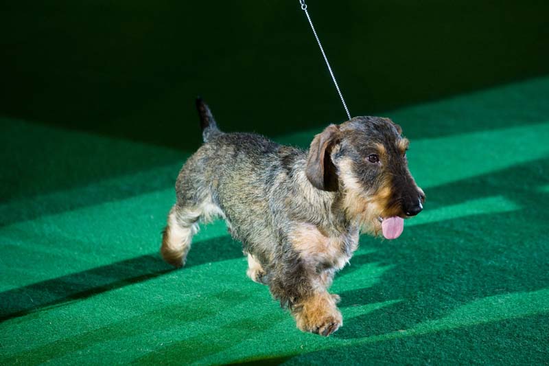 Выставка собак в Загребе