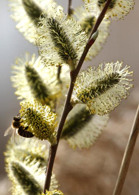 Парк в Нови-Саде