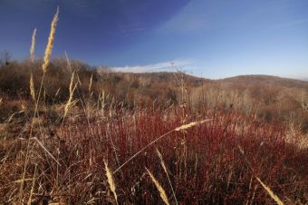 Солнечный день в национальном парке "Фрушка-Гора"