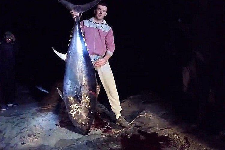 В Улцине поймали тунца весом 73 килограмма  