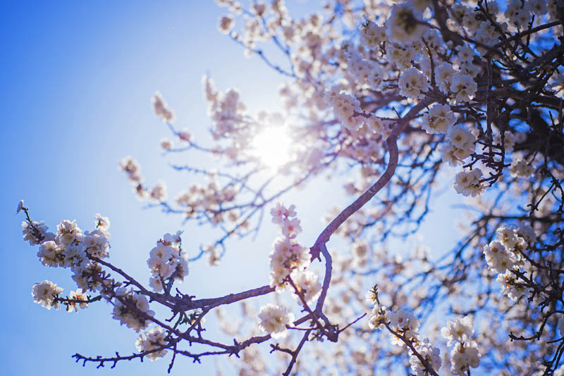 Цветение миндальных деревьев на Макарской ривьере в Хорватии