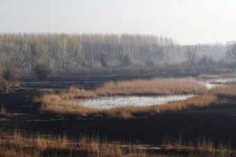 В Сербии частично выгорел заповедник "Ковильско-Петроварадинский рит"