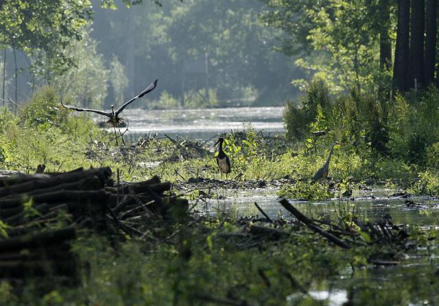 Наводнение в лесах сербской Воеводины