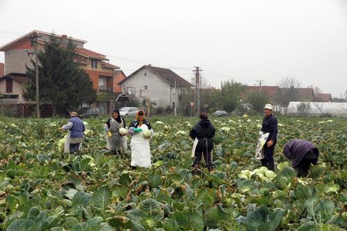 Сбор капусты в сербском Футоге
