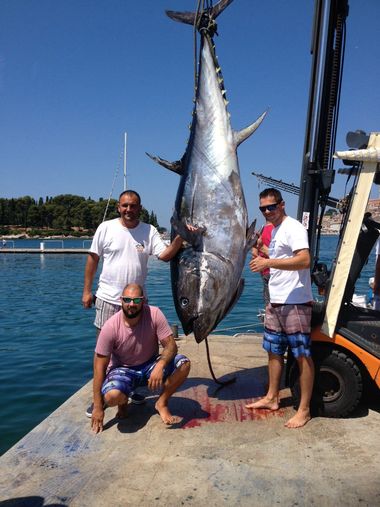 Пойманный тунец весом 340 кг. Фото: Jutarnji.hr, Ozren Božić