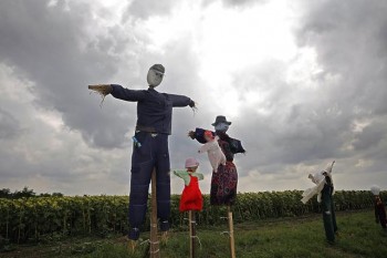 Чучела на полях подсолнуха в Сербии