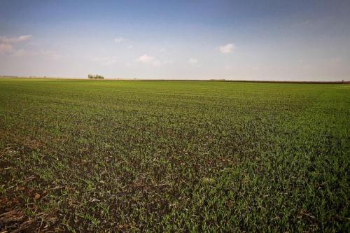 Посев озимых культур в Воеводине