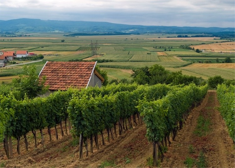 Виноградные плантации в Хорватии. Фото: Croatia.hr