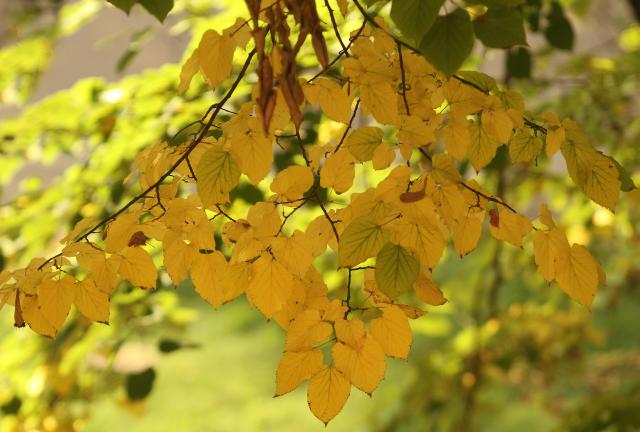 Национальный парк "Фрушка-Гора" в Сербии. Фото: TANJUG, Jaroslav Pap Живописный рассвет в национальном парке "Фрушка-Гора" осенью