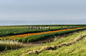 Июльский день в окрестностях сербского Нови-Сада
