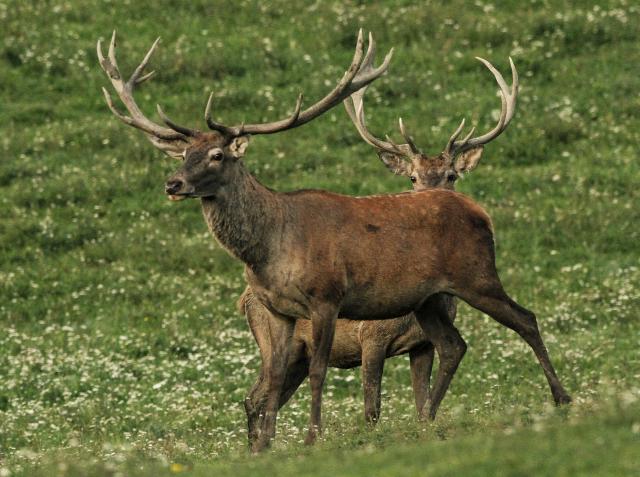 Олени в сербском национальном парке "Фрушка-Гора"