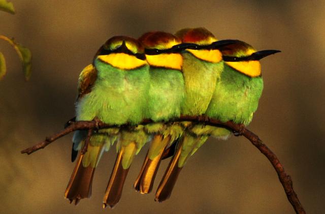 Золотистая щурка в Сербии