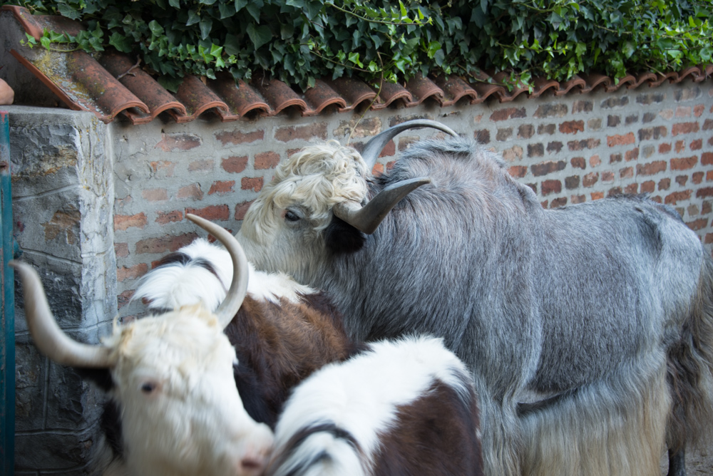 Белградский зоопарк