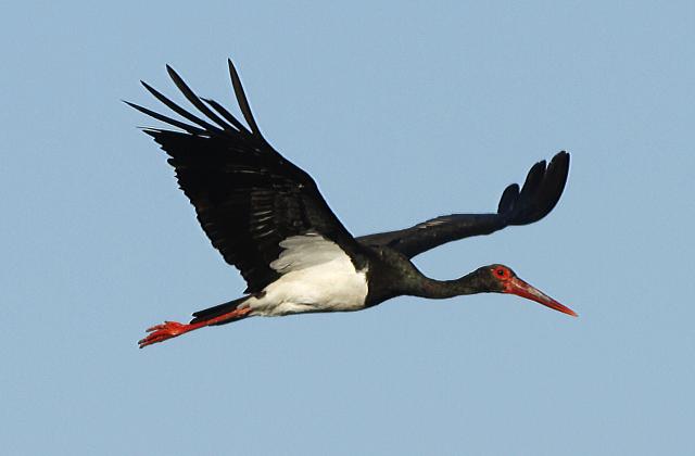 Черные аисты в сербском заповеднике "Верхнее Подунавье"