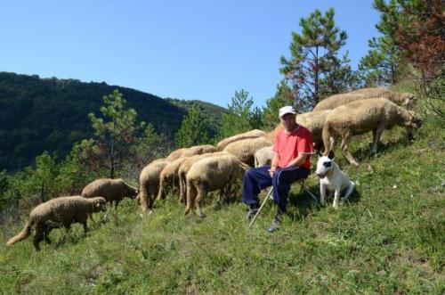 Гора Стара-Планина в Сербии