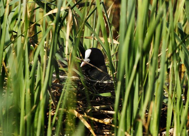 Птицы в окрестностях сербского Сомбора