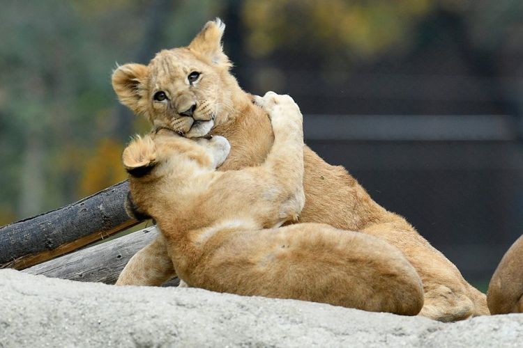 Зоопарк в Загребе в ноябре 2016 года