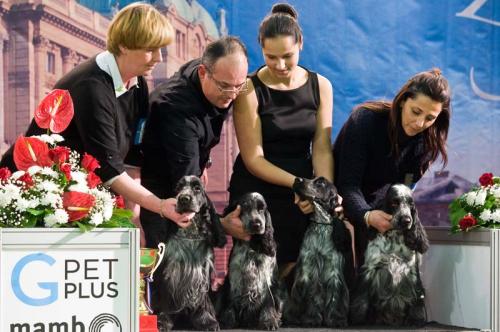 Выставка собак в Загребе