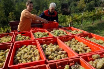 Сбор винограда в окрестностях хорватской Пожеги