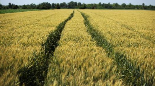 Поля в окрестностях Нови-Сада