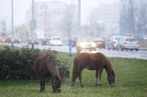 Лошади в Загребе