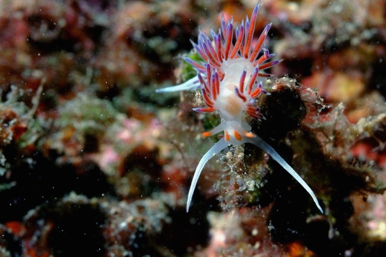 Голожаберные моллюски в Адриатике