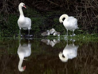 Утро в окрестностях сербского Нови-Сада