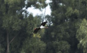 Черные аисты в сербском заповеднике "Верхнее Подунавье"