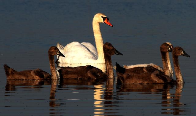 Лебеди на Дунае