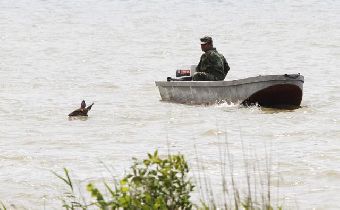 Спасение оленихи в водах Дуная