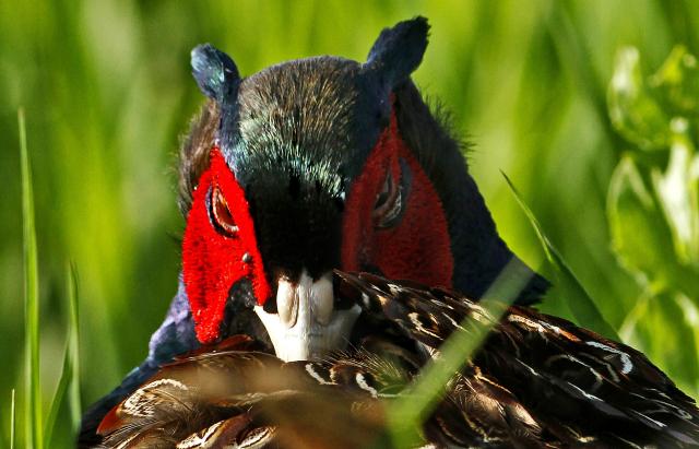 Брачные ритуалы фазанов в окрестностях Нови-Сада в Сербии