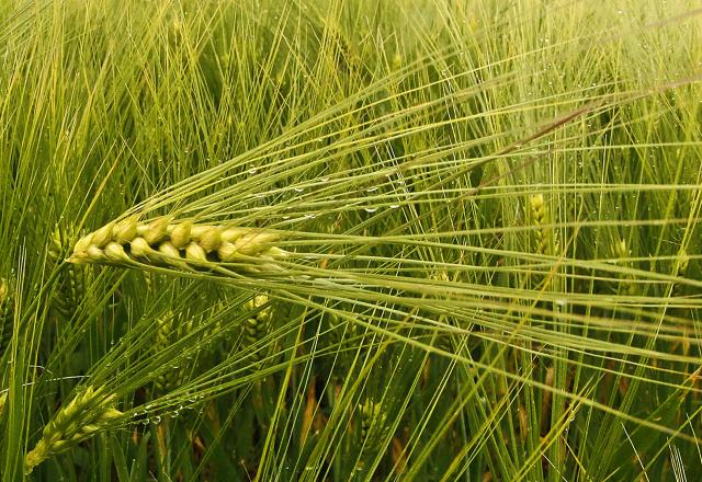 Поля в сербской Воеводине