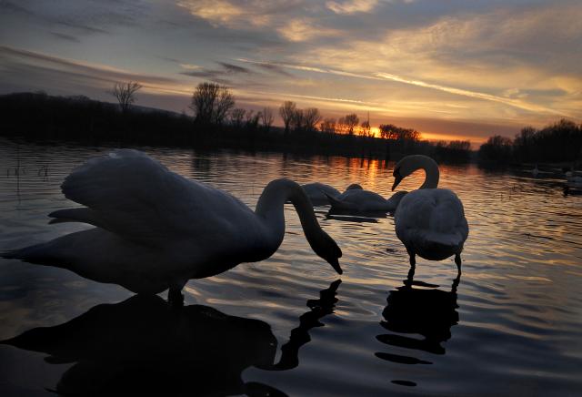 Лебеди в сумерках сербского Нови-Сада