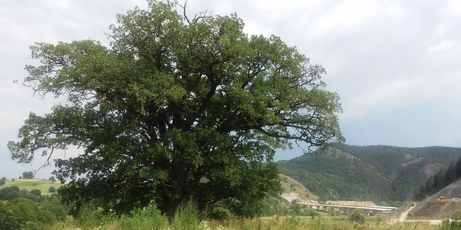 600-летний дуб в сербском селе Савинац. Фото: Rts.rs 