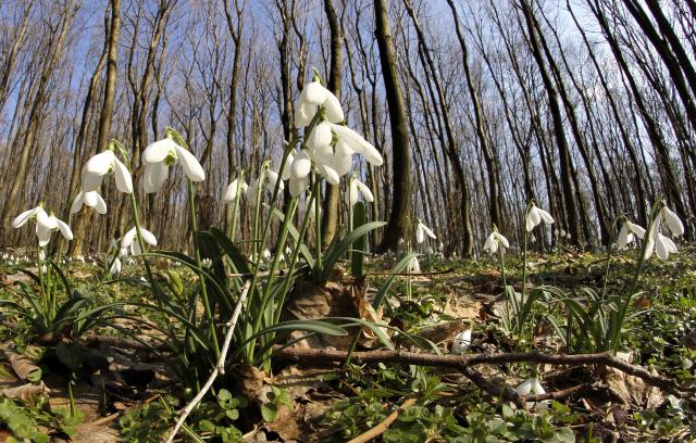 Подснежники в национальном парке Сербии "Фрушка-Гора"