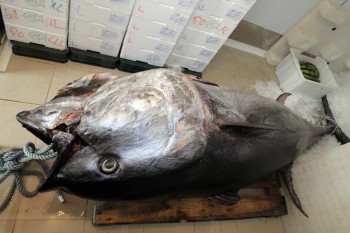 Улов хорватских рыбаков вблизи Ровиня