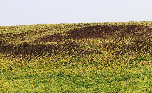 Засуха в полях в окрестностях сербского города Бачка-Топола