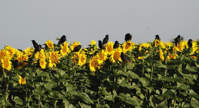 Поля подсолнечника в окрестностях Сомбора