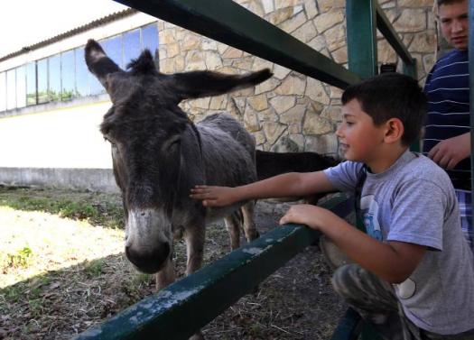 Ослицы на сельскохозяйственной выставке в Нови- Саде