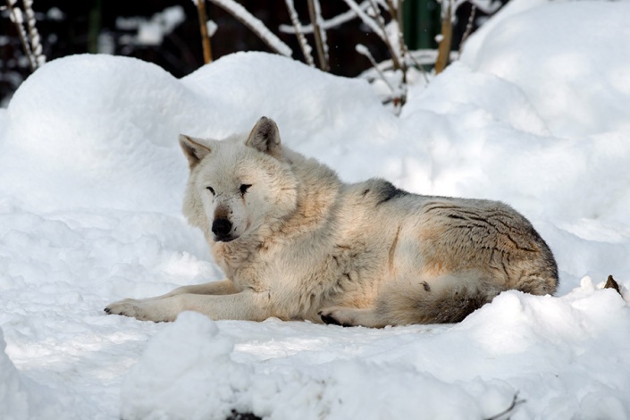 Зоопарк Загреба в январе 2016 г. 