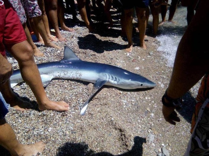 Aкула на пляже в Херцег-Нови. Фото: Radio Jadran