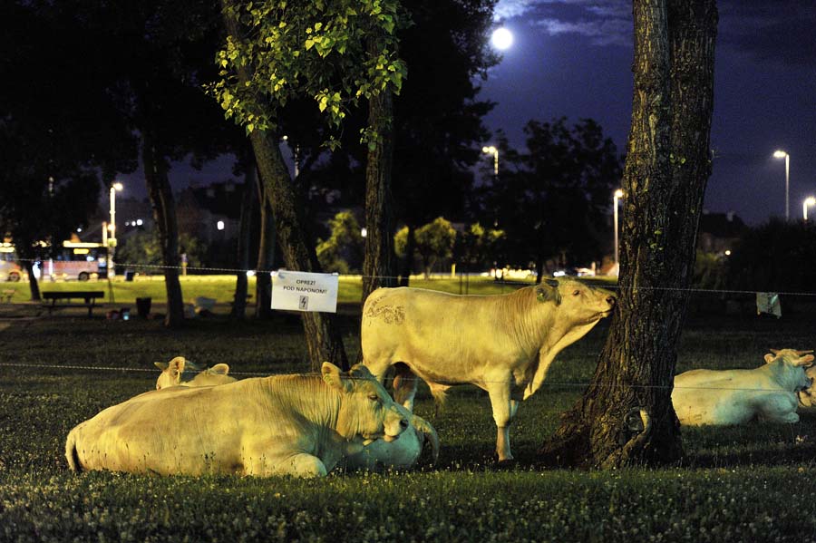 Быки в парке Загреба
