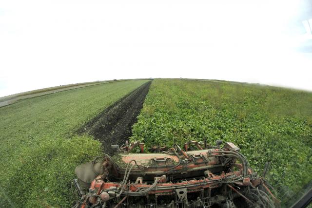 Сбор урожая сахарной репы в Сербии